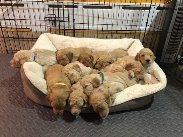 Pups